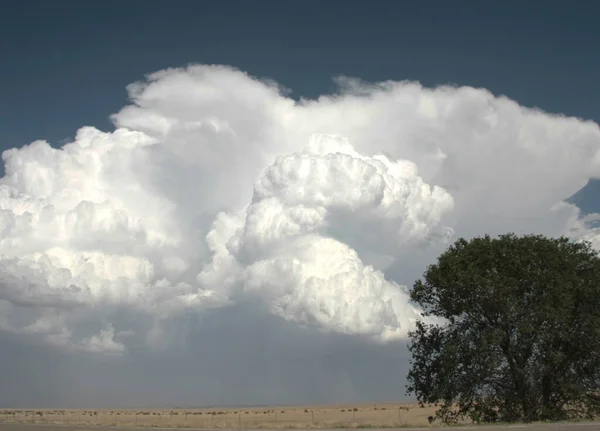 Busch Ländlicher Landschaft Schöne Naturszene — Stockfoto