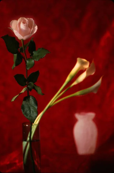 花瓶の花 赤い背景にバラとカラユリ — ストック写真