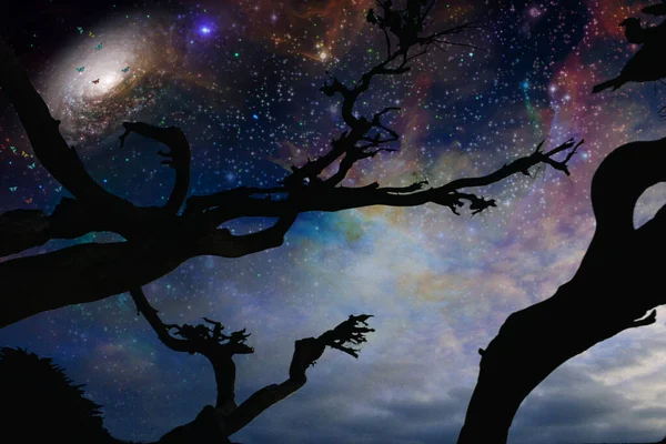 Night Silhouette Tree Space Background — 图库照片