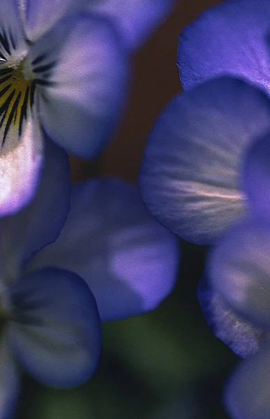 Beautiful Blue Flowers Macro Close View — Stockfoto