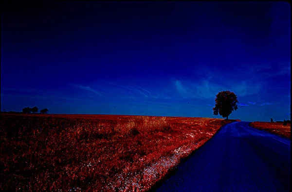 Bir Çayırı Yolda Ağacı Olan Güzel Bir Manzara — Stok fotoğraf