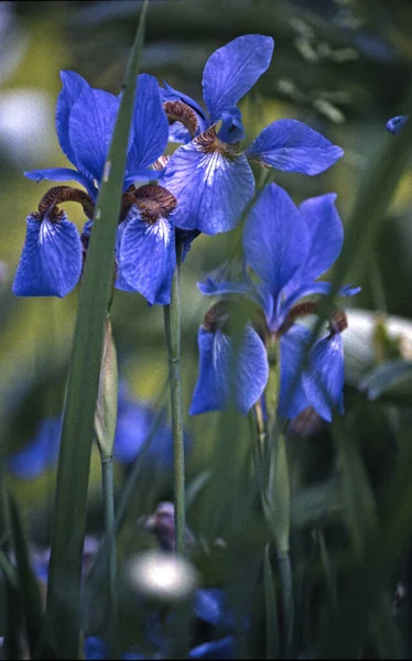 Bunga Iris Biru Taman — Stok Foto