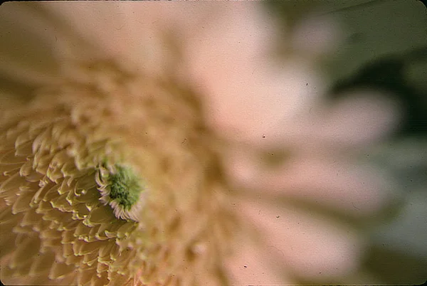 Gros Plan Gerbera Fleur Fond Écran Naturel — Photo