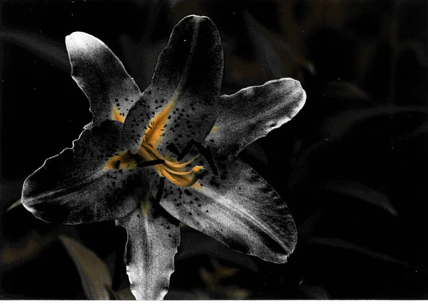 Beautiful Lily Flower Shot Natural Wallpaper — стоковое фото