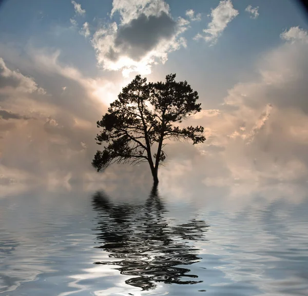 Abstrakte Baumdarstellung Bei Sonnenuntergang Farbenfroher Hintergrund — Stockfoto