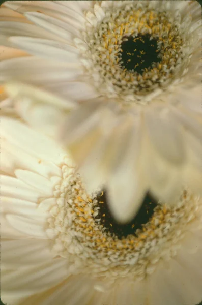 Gele Madeliefje Bloemen Kern Closeup — Stockfoto