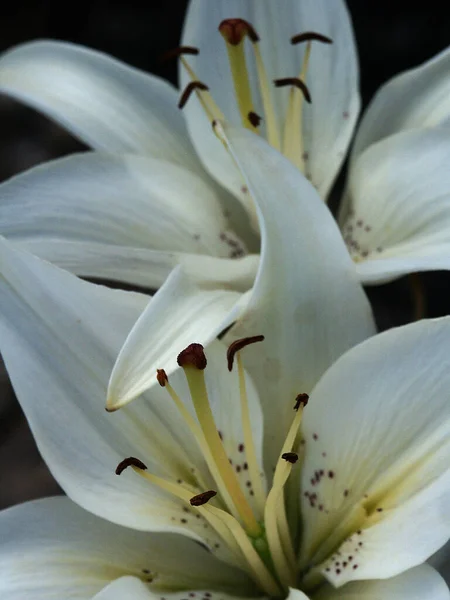 Hermosas Flores Lirios Blancos Primer Plano — Foto de Stock