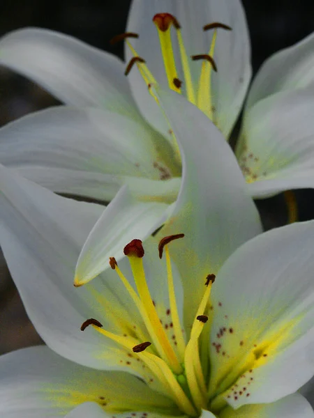 Gyönyörű Virágok Fehér Liliom Közelkép — Stock Fotó