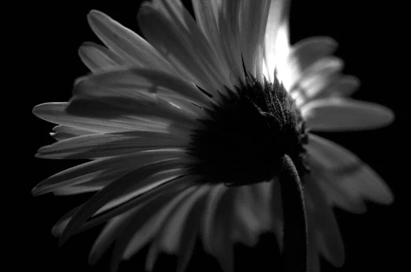 Marguerite Par Derrière Sur Fond Noir Blanc — Photo