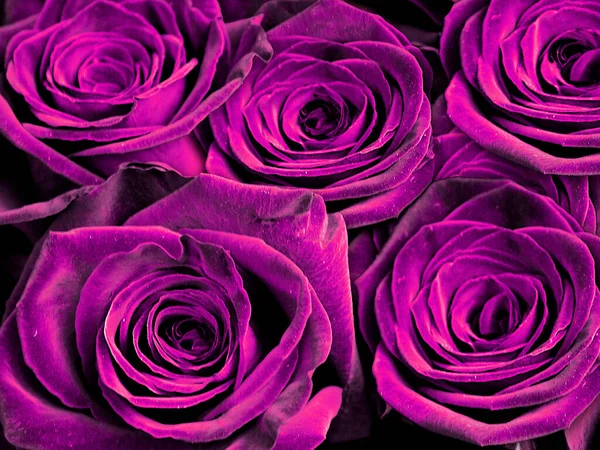 Composição Rosa Colorida Violeta — Fotografia de Stock