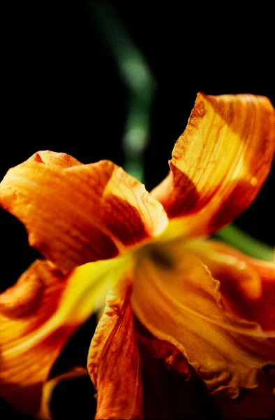 Zbliżenie Widok Piękny Kwiat Lilii — Zdjęcie stockowe