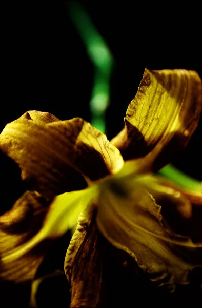 Крупним Планом Вид Красиву Квітку Лілії — стокове фото