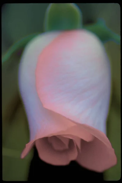 粉红玫瑰特写 美丽的花朵 — 图库照片