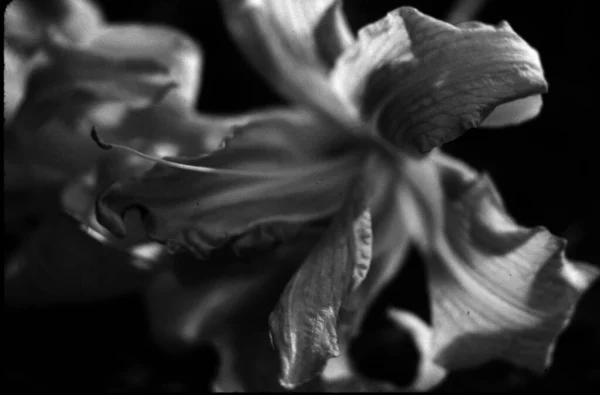 Κλείσιμο Ενός Λουλουδιού Κρίνου — Φωτογραφία Αρχείου