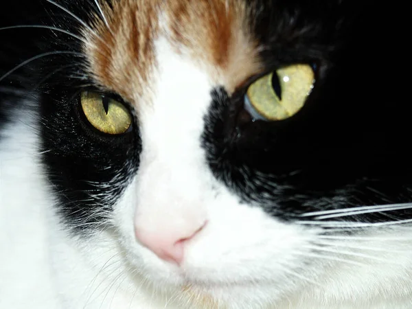 Close Portrait Cute White Fluffy Cat Looking Camera — Stock Photo, Image