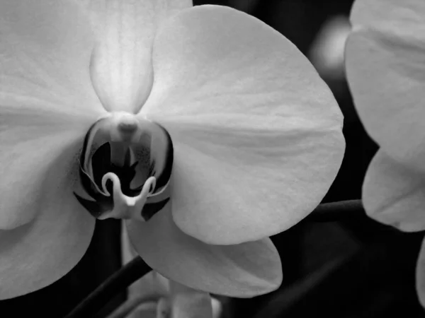 Zbliżenie Piękny Kwiat Tle — Zdjęcie stockowe
