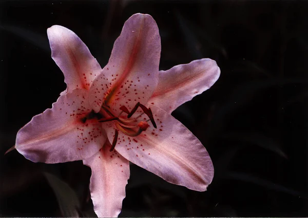 Όμορφο Λουλούδι Κρίνο Πυροβόλησε Φυσική Ταπετσαρία — Φωτογραφία Αρχείου