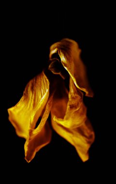 Siyah arka planda güzel sarı çiçek