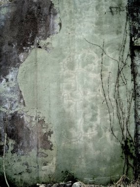 Yapışkan bitkilerle çatlamış duvar.