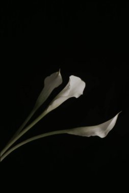 Güzel botanik fotoğrafı, doğal duvar kağıdı.