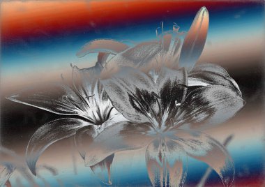 güzel zambak çiçekleri, çiçekli arka plan suluboya çizimi 