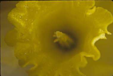 Güzel sarı çiçekler, flora