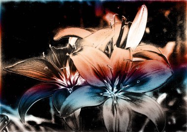 güzel zambak çiçekleri, çiçekli arka plan suluboya çizimi 