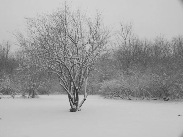 白色冬季风景中的树木 — 图库照片