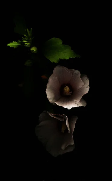 Güzel Gül Çiçeğinin Yakın Çekimi — Stok fotoğraf