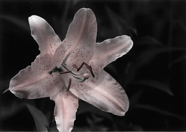 Gyönyörű Liliom Virág Lövés Természetes Tapéta — Stock Fotó