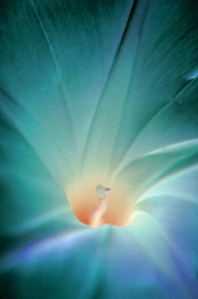 Синя Квітка Ядро Крупним Планом Зображення — стокове фото