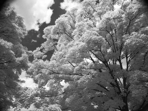 Árbol Solitario Hermoso Paisaje —  Fotos de Stock