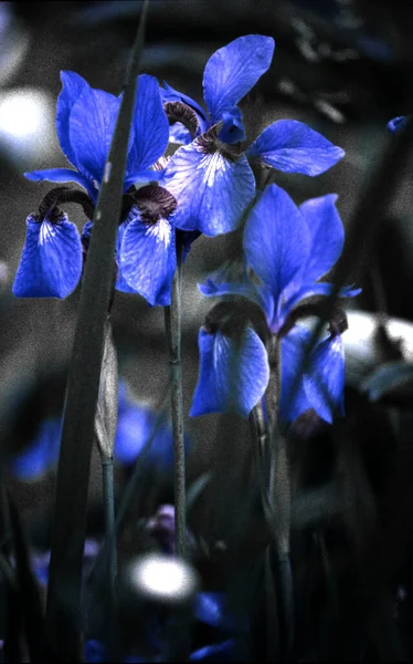 Fleur Bleue Dans Jardin — Photo