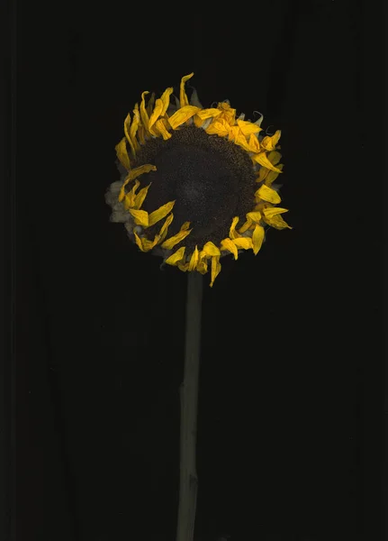 Желтый Подсолнух Черном Фоне — стоковое фото
