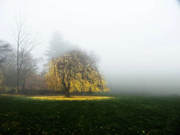 Árboles Campo Verde Medio Niebla Niebla Rocío —  Fotos de Stock