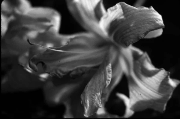 Nahaufnahme Einer Lilienblüte — Stockfoto