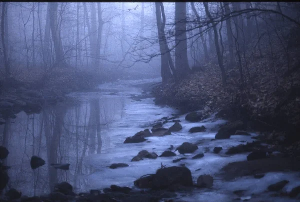 Floresta Nebulosa Neblina Neblina Pela Manhã — Fotografia de Stock