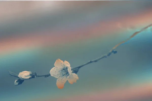 Dalda Açan Güzel Bahar Çiçeklerinin Kırpılmış Manzarası — Stok fotoğraf