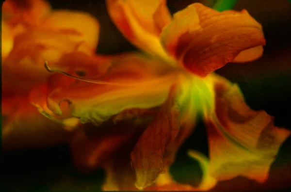 Perto Uma Flor Lírio — Fotografia de Stock