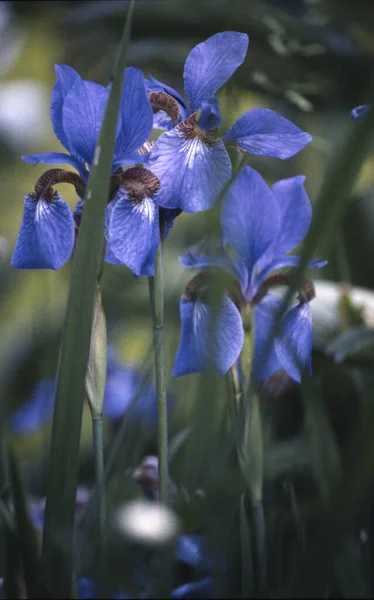 Bunga Iris Biru Taman — Stok Foto