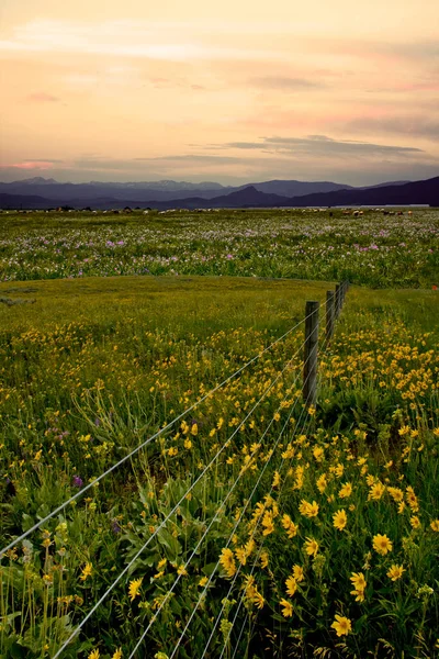 Beautiful Landscape Green Field Cloudy Sky — Stockfoto