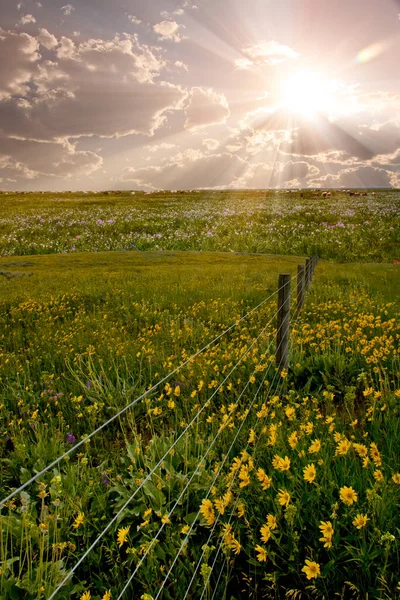 Beautiful Landscape Green Field Cloudy Sky — Fotografia de Stock