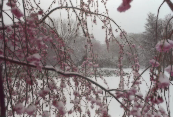 冬季景色下的红花树 — 图库照片