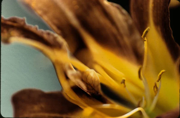Zbliżenie Kwiatu Lilii — Zdjęcie stockowe