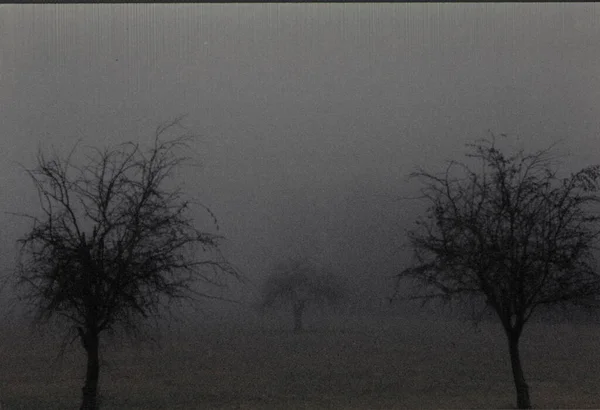 Bomen Temidden Van Mist Mist Dauw — Stockfoto