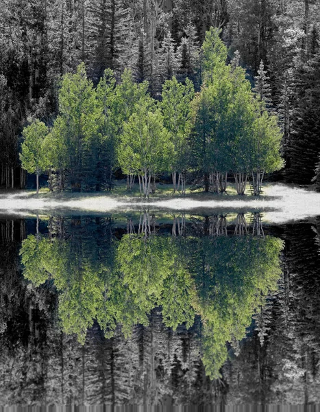 Schöne Reflexion Der Waldbäume Fluss — Stockfoto