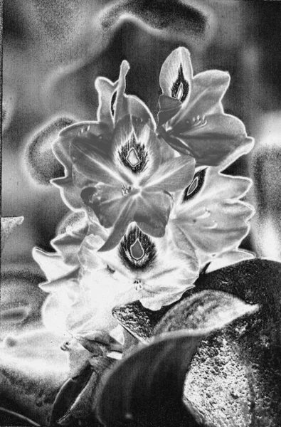 Αφηρημένο Φόντο Σιλουέτες Λουλουδιών — Φωτογραφία Αρχείου