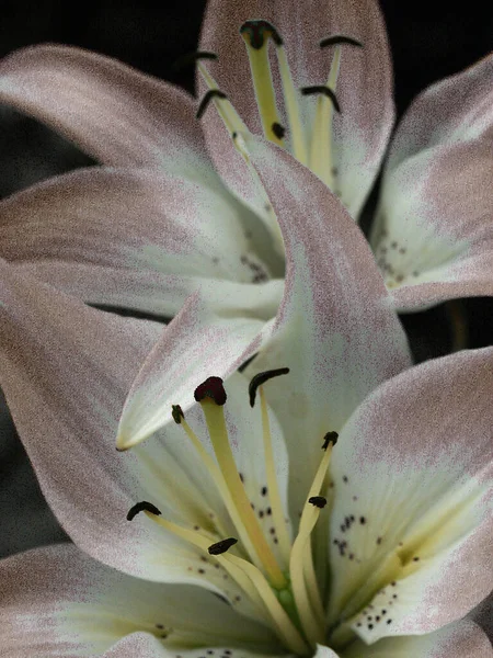 美丽的花朵粉红的白百合花 — 图库照片
