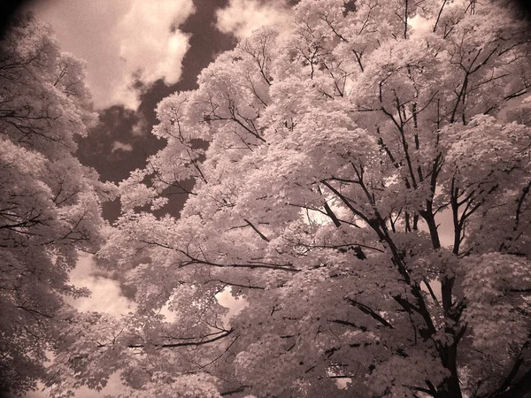 Красивое Дерево Лесу Цветное Изображение — стоковое фото