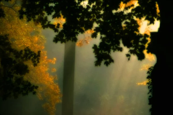 Słońce Świeci Wśród Jesiennych Drzew — Zdjęcie stockowe